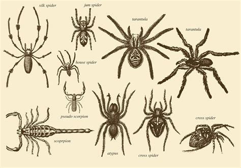Exploring the Symbol of Arachnids in Diverse Cultural Contexts