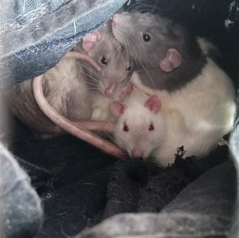 Exploring the Symbolic Bond between Rat Care and Relationships
