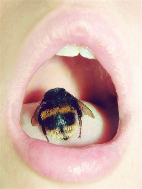 Exploring the Symbolic Meaning of Bees Inside One's Oral Cavity