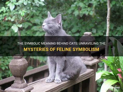Exploring the Symbolic Meanings behind Feline Pursuits