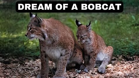 Exploring the Symbolic Significance of Confronting a Bobcat in Dreams