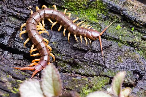 Exploring the Symbolic Significance of a Centipede Bite in Dreams