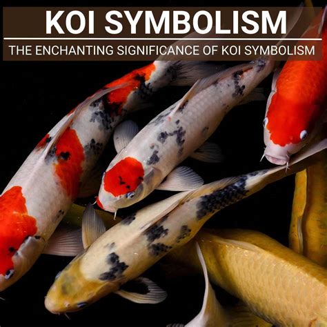 Exploring the Symbolic and Cultural Significance of the Monochrome Koi Varieties