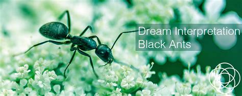 Exploring the Symbolism of Dreams Featuring Black Ants