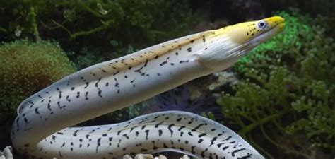 Exploring the Symbolism of Eels: Unveiling their Representations
