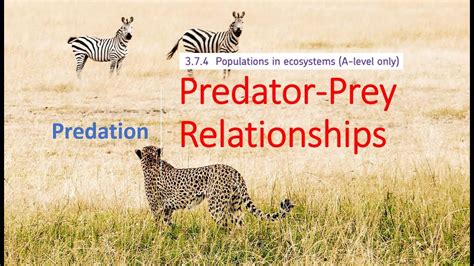 Exploring the Symbolism of Predator-Prey Dynamic in Avian Imagery