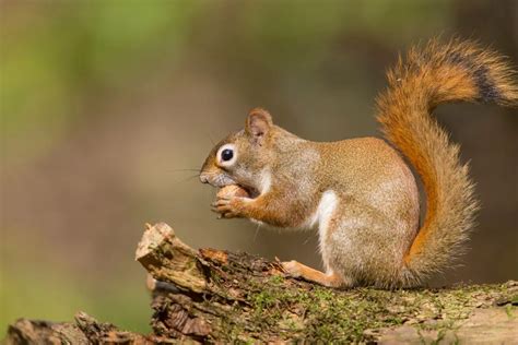 Exploring the Symbolism of a Squirrel in Dreams