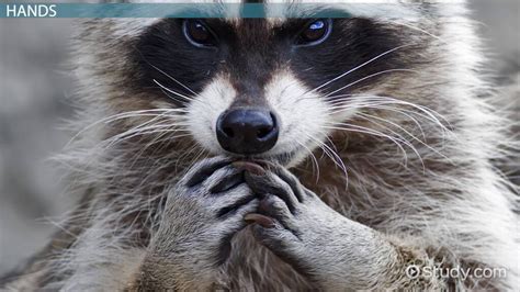 Exploring the Various Interpretations of a Raccoon's Behavior