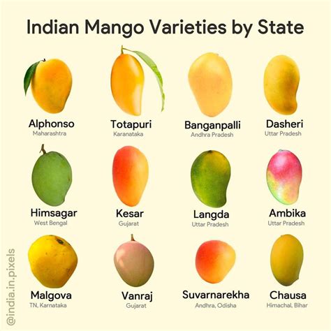 Exploring the World of Mangos: Types and Varieties