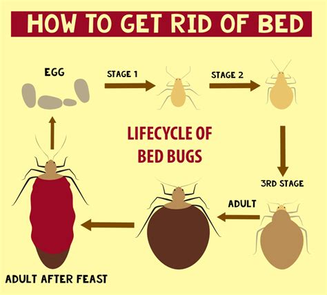 Extermination Explored: Methods to Eradicate Bed Bugs