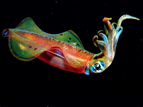 Extraordinary Anatomy: Revealing the Distinctive Characteristics of Squid