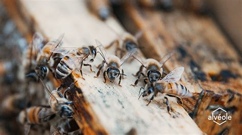 Facing the Challenge: Steps to Overcoming Fear of Honeybee Gatherings