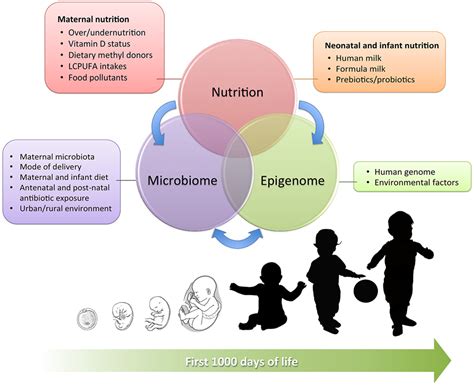 Factors Influencing Infant Weight: Genetic Makeup and Nutritional Factors