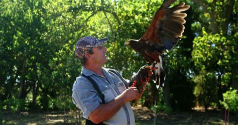 Falconry: A Connection Between Humans and Birds of Prey