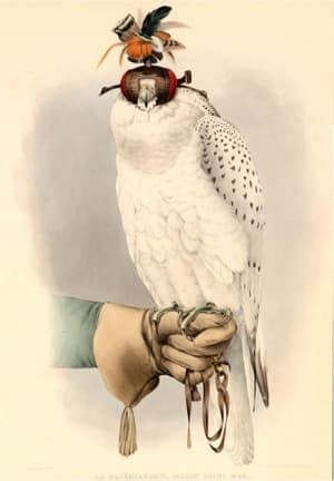 Falconry and the Black Falcon: A Historical Perspective