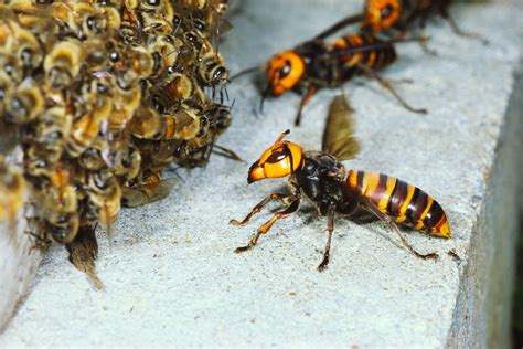 Fantasy vs. Reality: The Truth Behind Enormous Bees