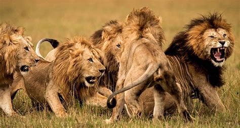 Fear or Protection: Deciphering the Lion's Behavior