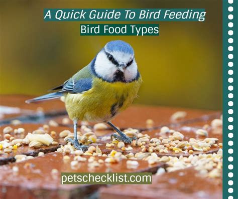 Feeding Your Feathered Friends: Nutrition Tips for Keeping Birds Healthy and Happy