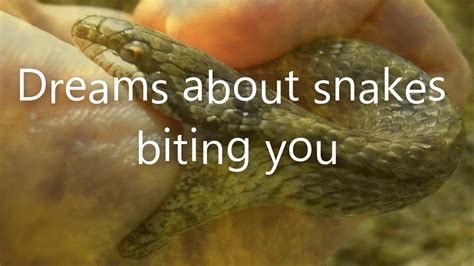 Finding Connections: Snake Bites in Dreams and Real-Life Emotional Experiences