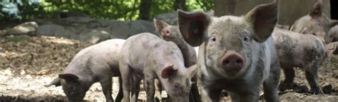 Finding a Trustworthy Pig Breeder: Tips for Selecting the Right Source
