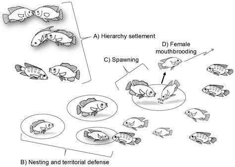 Fish Behavior and Feeding: The Significance of Observational Insights