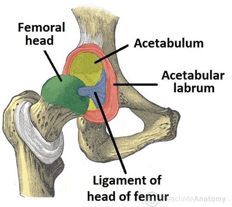 Focusing on the Hip: A Crucial Aspect in the Dream