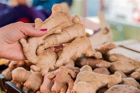 Frequently Asked Questions about Purchasing, Utilizing, and Enjoying Ginger