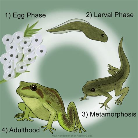Frogs: Metamorphosis and Revitalization