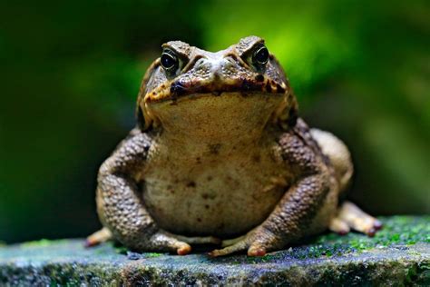 From Amphibian to Dream Symbol: Understanding the Significance of the Cane Toad