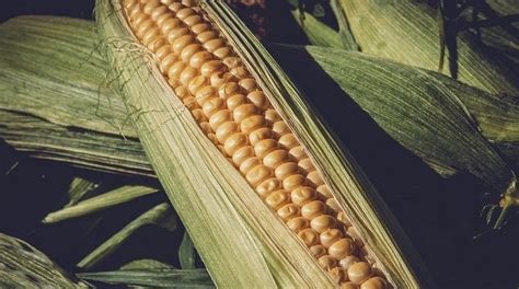From Ancient Rituals to Modern Meanings: Burnt Corn's Impact on Dream Psychology