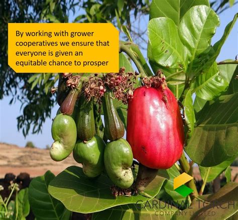 From Ancient Times to Modern Culture: The Evolution of Symbolic Meaning Associated with the Beloved Cashew Tree
