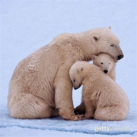 From Cubs to Companions: Understanding the Unique Bond with Companion Bears