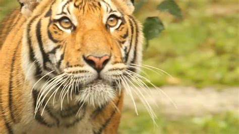 From Fear to Fascination: Overcoming Challenges in Tiger Conservation