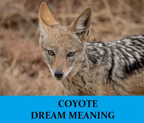 From Intuition to Wisdom: Deciphering Dreams of Coyotes Chasing Me
