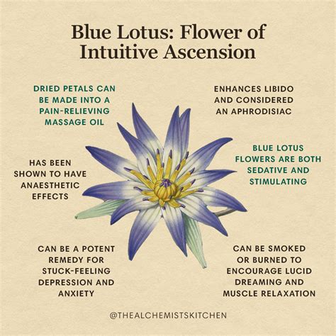 From Psychedelic Experiences to Medicinal Remedies: The Blue Lotus in Contemporary Contexts