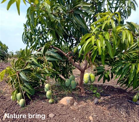 From Seed to Tree: Cultivating Your Very Own Mango