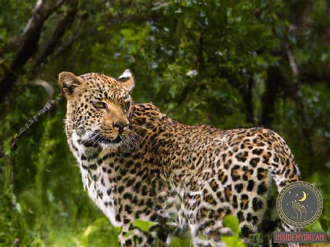 From Threat to Transformation: Decoding the Significance of Leopard Attack Dreams