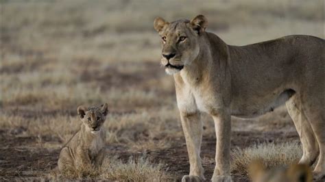 From Tiny Cub to Mighty Ruler: Witnessing the Growth and Maturation of Captive Lions