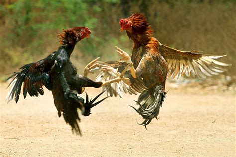 From Tradition to Spectacle: Evolution of Chicken Fights