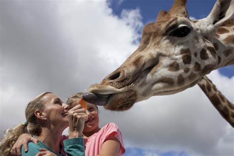 Gain Deeper Insight: Decoding the Importance of Giraffe Encounters During Dream State