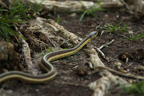 Garden Snakes as Harbingers of Transformation