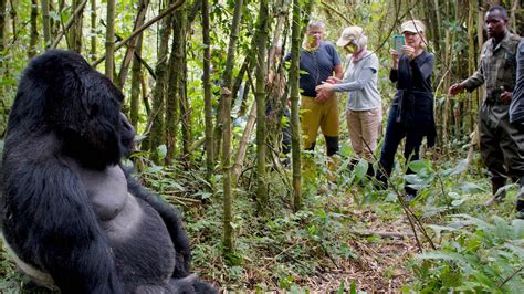 Gorilla Trekking: A Thrilling Adventure in the Untamed Wilderness