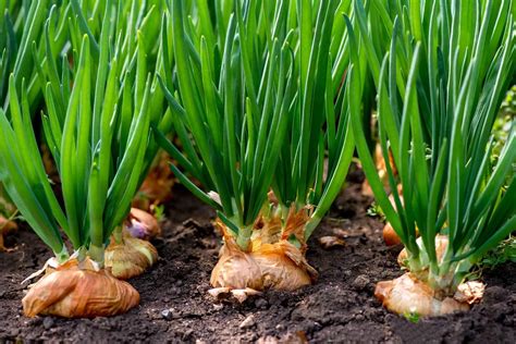 Growing Scallions at Home: Expert Advice for a Bountiful Harvest
