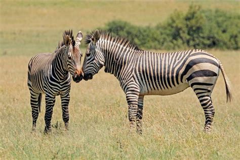 Growing Up Safely: The Challenges Faced by Young Zebras in the Natural Habitat