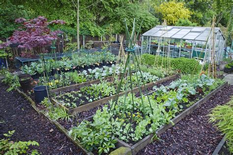 Growing Your Own Garden: Tips for Successful Vegetable Cultivation