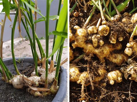 Growing Your Own Ginger: A Step-by-Step Guide to Cultivating Ginger at Home