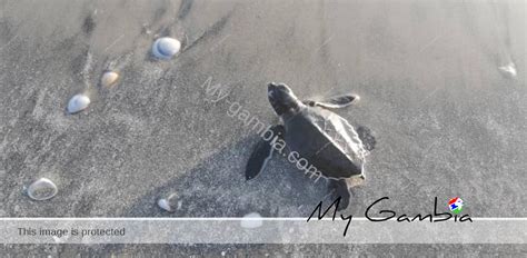Guardians of the Sands: The Importance of Turtle Conservation