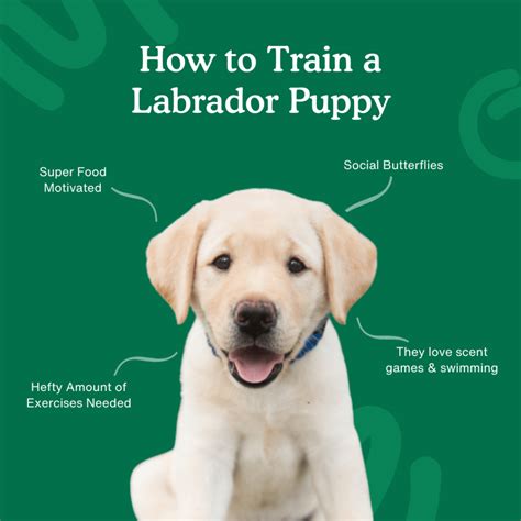 Guidelines for Training Your Labrador Puppy