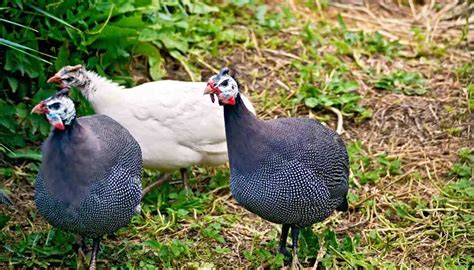 Guinea Fowl as a Solution for Pest Control and Land Management