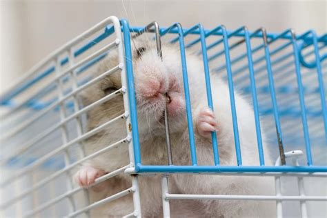 Hamster Biting Dreams: Exploring the Root of Inner Anxieties